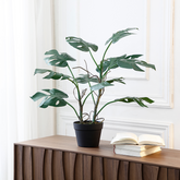 Monstera en pot